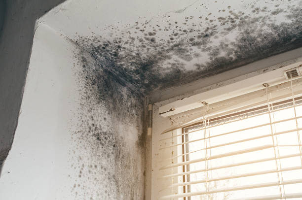 Affordable Black Mold Remediation solutions in Walkersville, MD